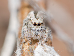 Pseudomogrus vittatus