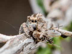 Pseudomogrus vittatus