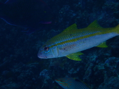 Mulloidichthys vanicolensis