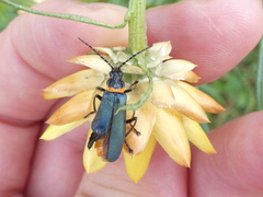 Chauliognathus lugubris
