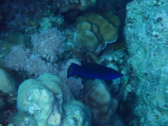 Larabicus quadrilineatus