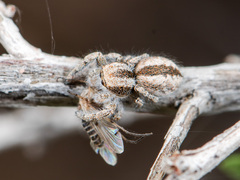 Pseudomogrus vittatus