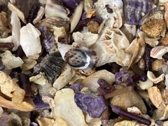 Patelloida latistrigata