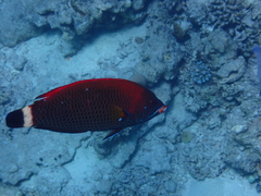 Pseudodax moluccanus