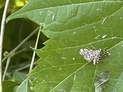 Lygropia rivulalis
