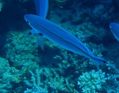 Caesio caerulaurea