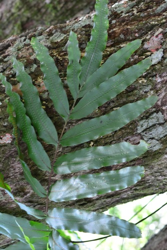 Serpocaulon triseriale, photograph 6