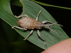 Leptopius robustus