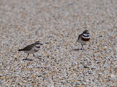 Charadrius bicinctus