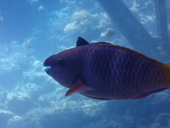 Scarus ferrugineus