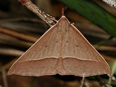 Epidesmia chilonaria