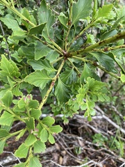 Phyllocladus aspleniifolius