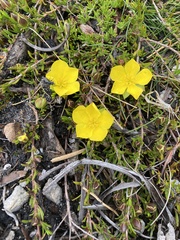Hibbertia procumbens