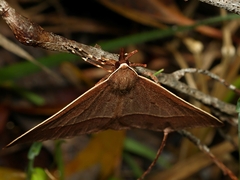 Epidesmia chilonaria