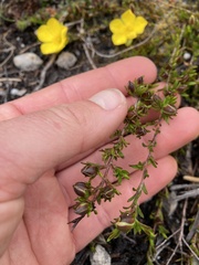 Hibbertia procumbens
