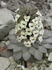 Notothlaspi rosulatum