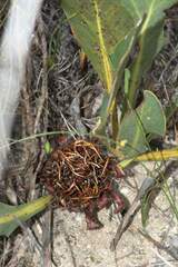Protea acaulos
