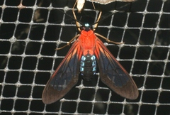 Cosmosoma telephus