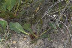 Protea acaulos