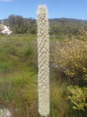 Xanthorrhoea fulva