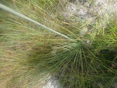 Xanthorrhoea fulva