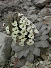 Notothlaspi rosulatum