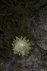 Protea scorzonerifolia