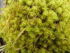 Leptodontium paradoxum