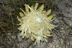 Protea scorzonerifolia