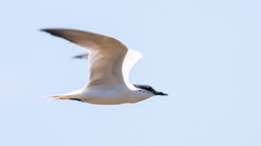 Gelochelidon nilotica