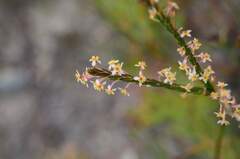 Struthiola ciliata