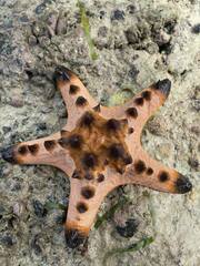 Protoreaster nodosus