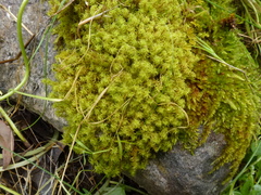 Leptodontium paradoxum