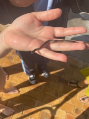 Lycodonomorphus rufulus