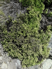 Veronica quadrifaria