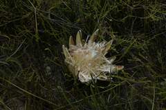 Protea scorzonerifolia
