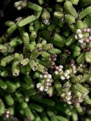 Veronica quadrifaria