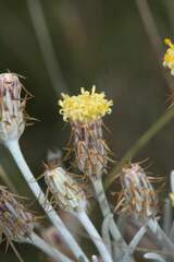 Syncarpha gnaphaloides