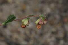 Hermannia ternifolia