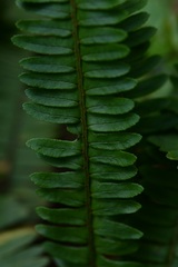 Nephrolepis rivularis