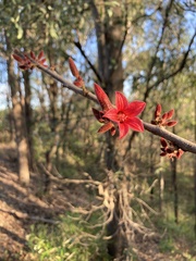 Brachychiton discolor