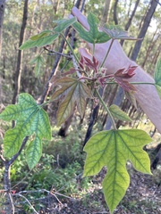 Brachychiton discolor