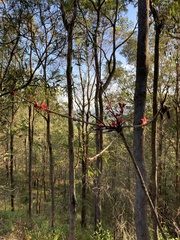 Brachychiton discolor