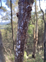 Brachychiton discolor