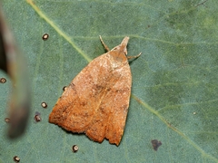 Tortricopsis euryphanella