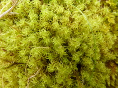 Leptodontium paradoxum