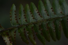 Nephrolepis rivularis