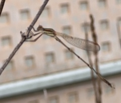 Austrolestes analis