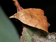 Tortricopsis euryphanella