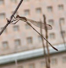 Austrolestes analis